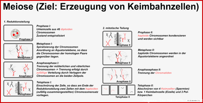 Meiose Zytologie Abitur Vorbereitung line Kurse