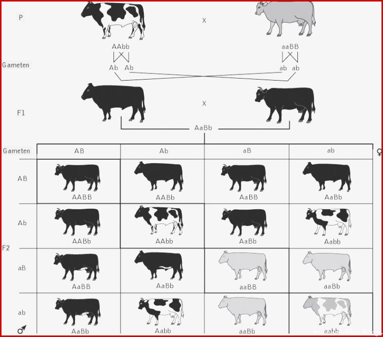 Mendel Regeln Kompaktlexikon der Biologie