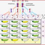 Mendelsche Regeln 3 Mendelsche Regeln Das Resultat