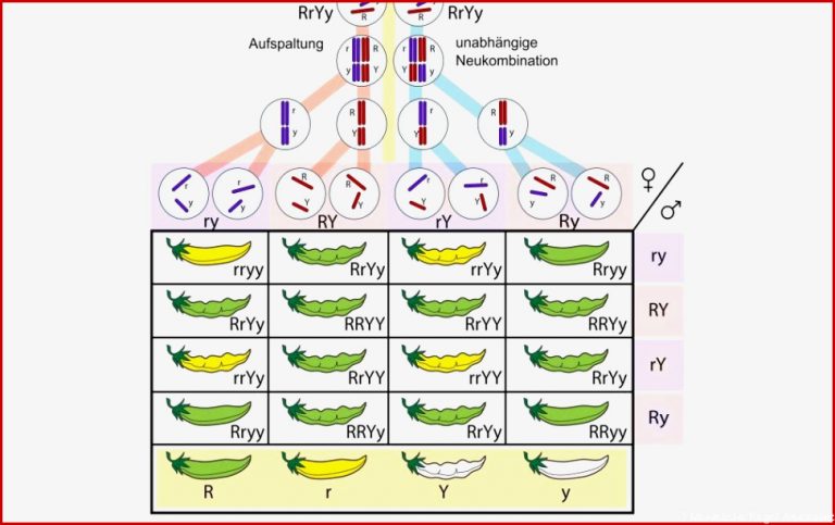 Mendelsche Regeln 3 Mendelsche Regeln Das Resultat