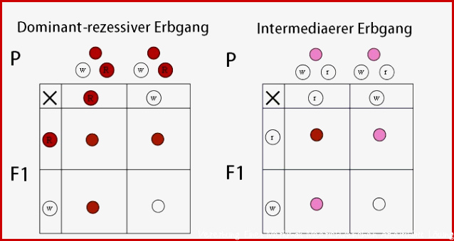 Mendelsche Regeln einfach erklärt (1., 2. und 3. Regel)