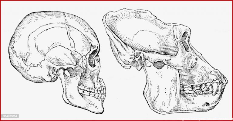 Mensch Und Gorilla Schädel Gravur 1894 Stock Vektor Art