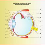 Menschenkunde Unterrichtssoftware Das Auge