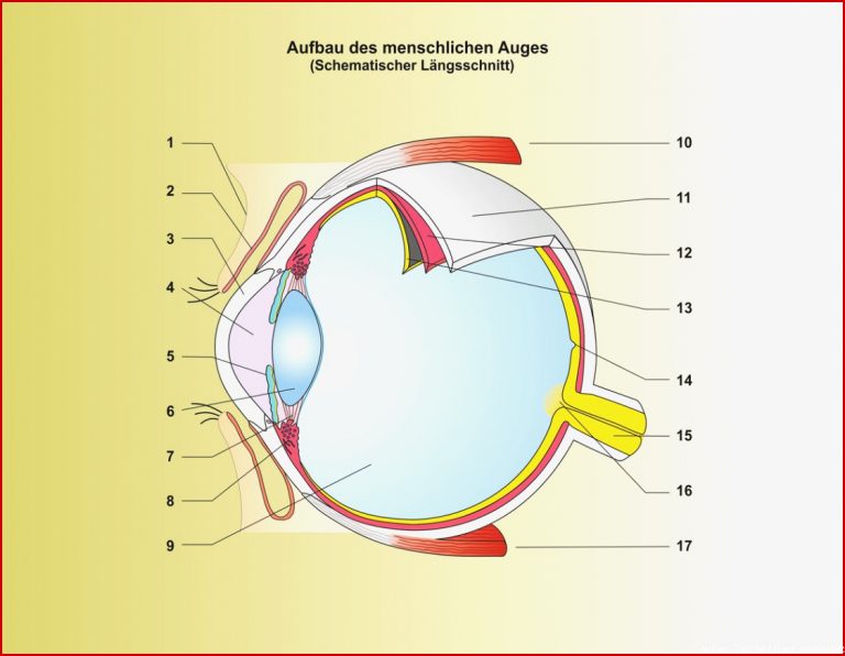 Menschenkunde Unterrichtssoftware Das Auge