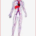 Menschliches Blutkreislauf Schema