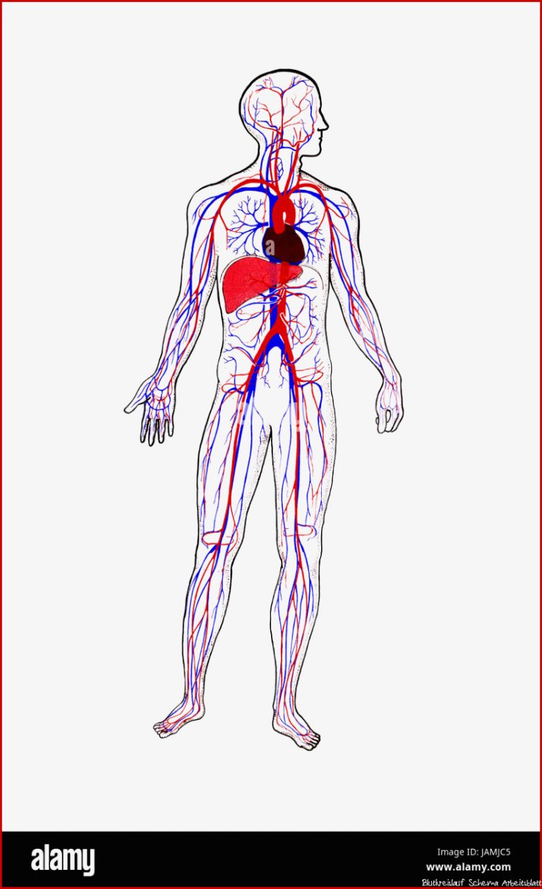 Menschliches Blutkreislauf Schema