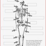 Menschliches Skelett Arbeitsblatt Pdf