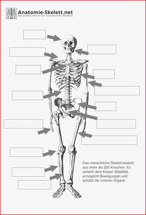 Menschliches Skelett Arbeitsblatt Pdf