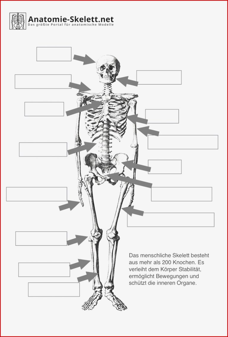 Menschliches Skelett Arbeitsblatt Pdf
