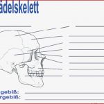 Menschliches Skelett Arbeitsblatt Pdf