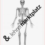 Menschliches Skelett Arbeitsblatt Pdf