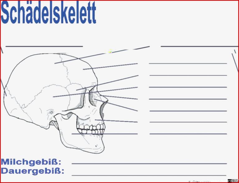 Menschliches Skelett Arbeitsblatt Pdf