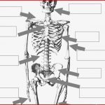 Menschliches Skelett Beschriften Arbeitsblatt