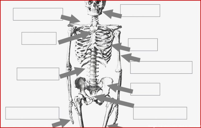 Menschliches Skelett Beschriften Arbeitsblatt