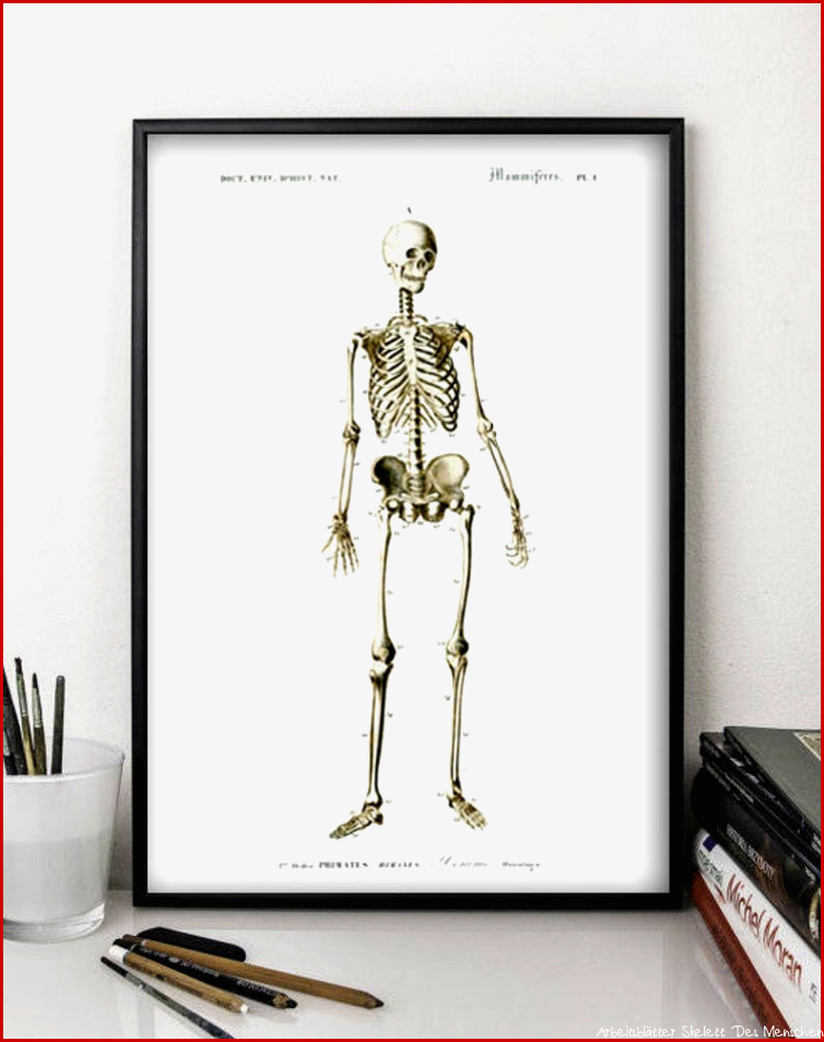 Menschliches Skelett Zum Ausdrucken