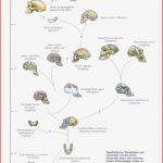 Menschwerdung Anthropogenese Nach Der Kritischen Psychologie