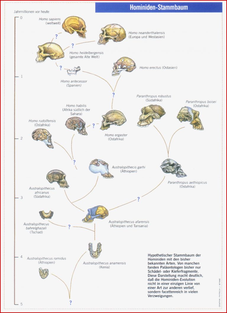 Menschwerdung Anthropogenese nach der Kritischen Psychologie zum Herunterladen Menschwerdung Anthropogenese nach der Kritischen Psychologie
