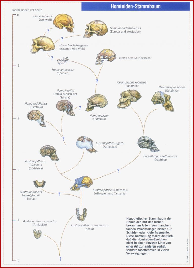 Menschwerdung Anthropogenese nach der Kritischen Psychologie