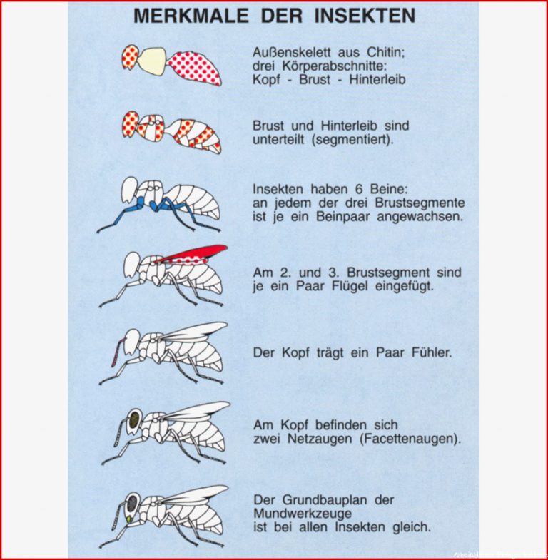 Merkmale der Insekten ST 7017