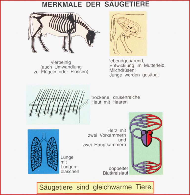 Merkmale Der Säu Iere St 7032