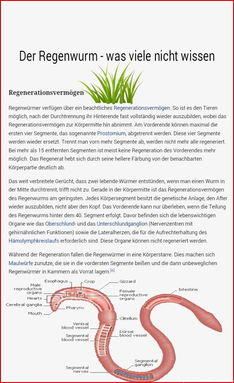 Merkmale Wirbellose Tiere Arbeitsblatt Debbie Preston Schule