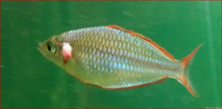 Merkwürdige Kiemen Krankheit Fische Aquarium Aquaristik