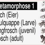 Metamorphose Des Frosches