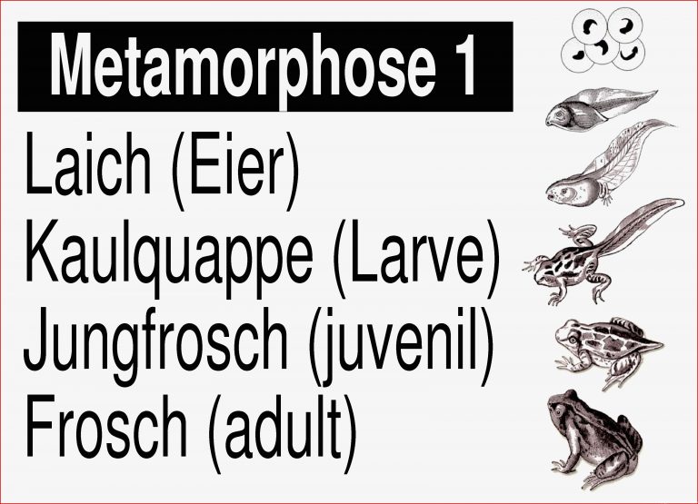 Metamorphose des Frosches