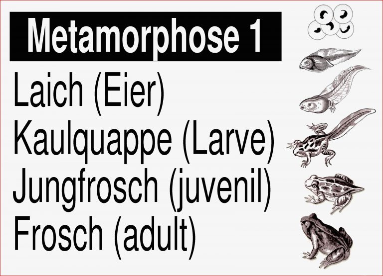 Metamorphose Des Frosches