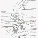 Microscope Labeling Worksheet Worksheets for All Download