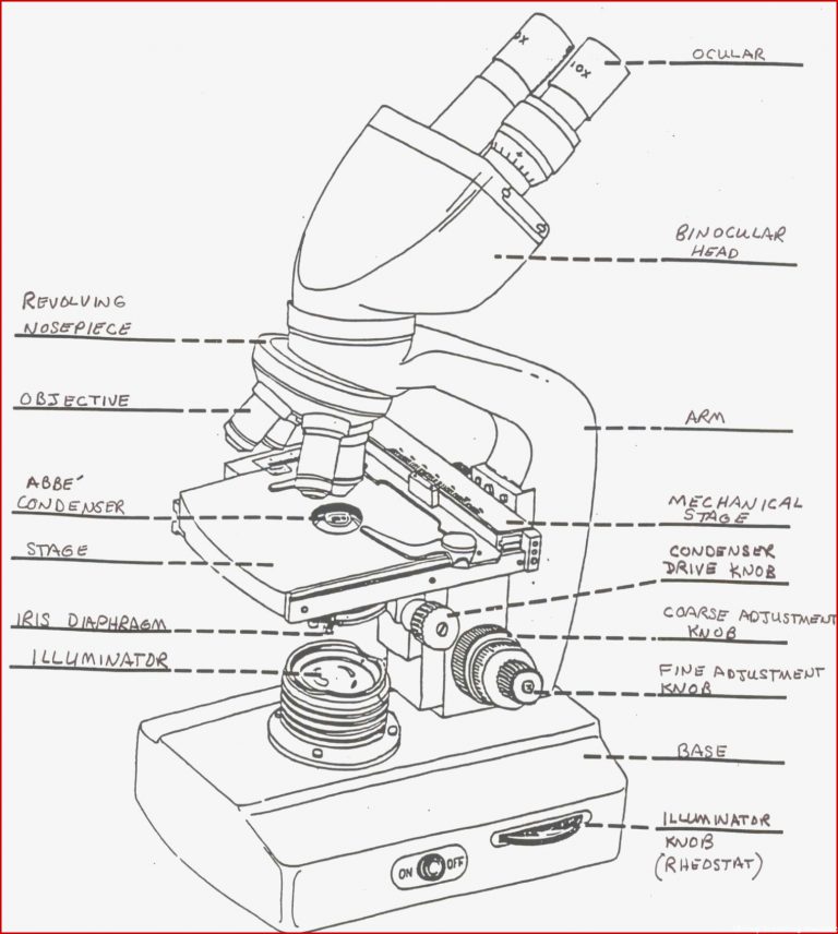Microscope Labeling Worksheet Worksheets For All Download