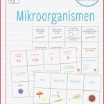 Mikroorganismen Zuordnungsaktivität