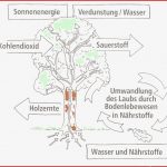 Mildenberger Verlag Gmbh Der Wald Heft 1