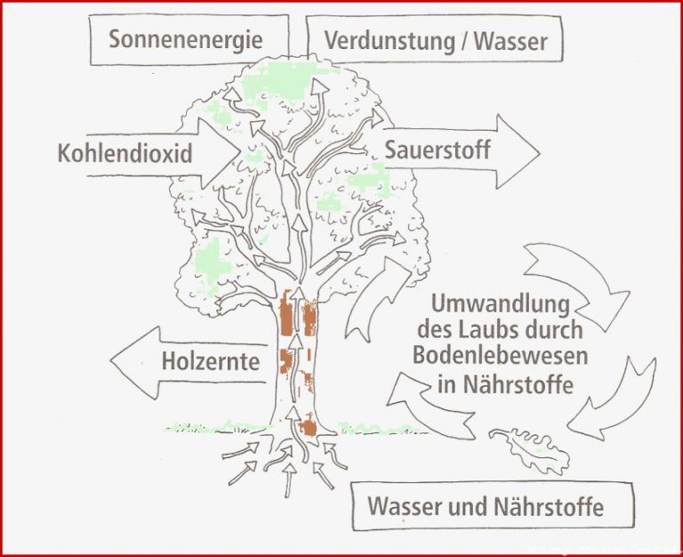 Mildenberger Verlag GmbH Der Wald Heft 1