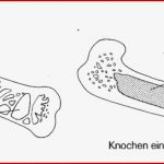 Mint-erleben.lu.ch