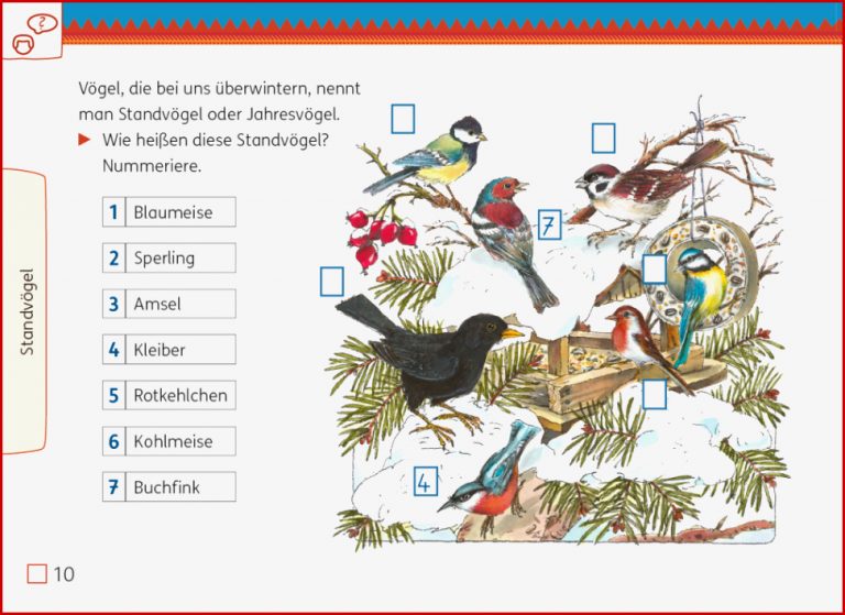 Mit Dem Anoki Übungsheft Vögel Im Winter Beobachten