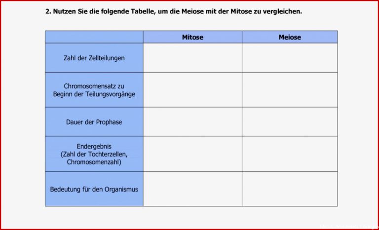 Mitose Arbeitsblatt Klasse 9 Stephen Scheidt Schule