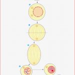 Mitose Arbeitsblatt Klett Stephen Scheidt Schule