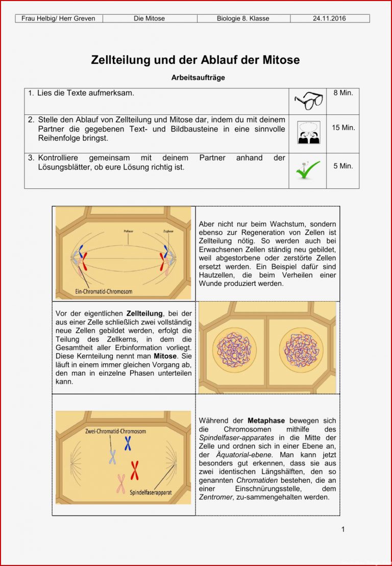 Mitose Arbeitsblatt Klett Stephen Scheidt Schule