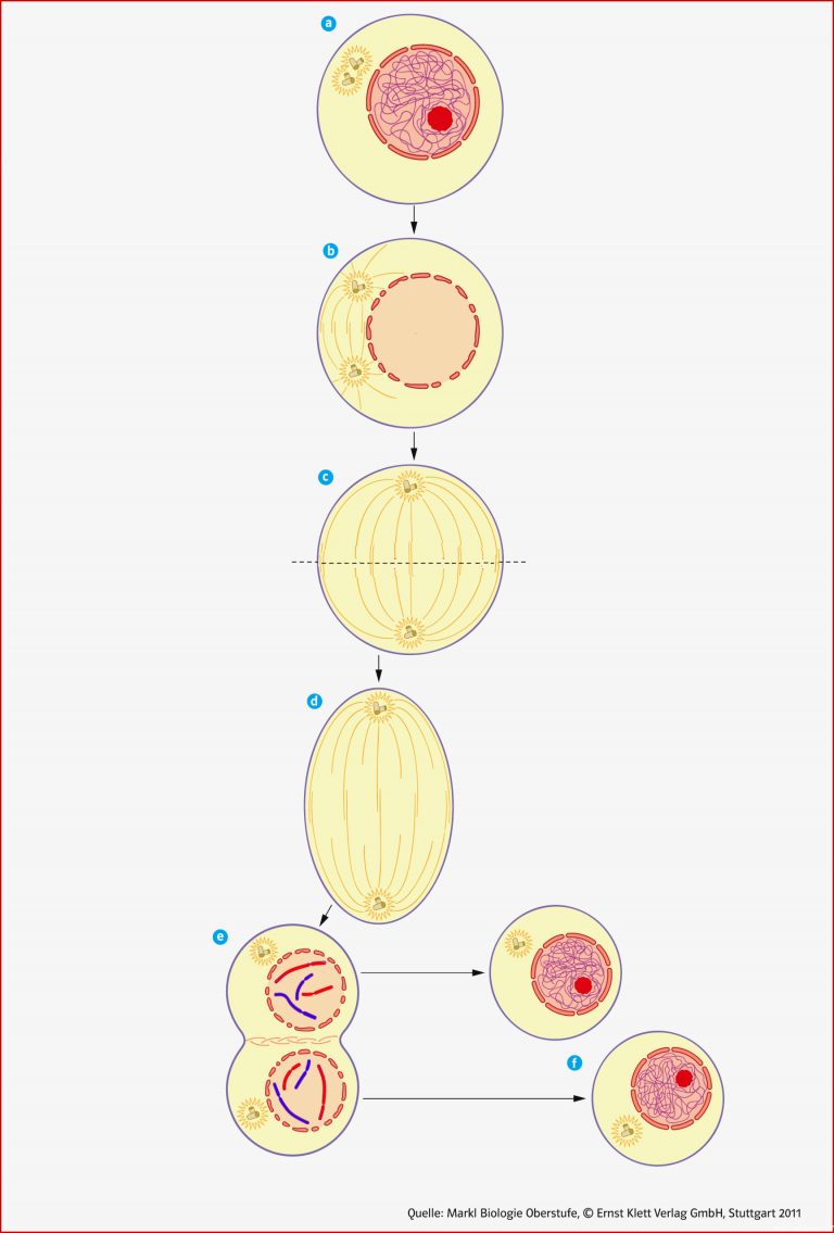 Mitose Arbeitsblatt Klett Stephen Scheidt Schule