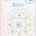 Mitose – Legekreis – Unterrichtsmaterial Im Fach Biologie