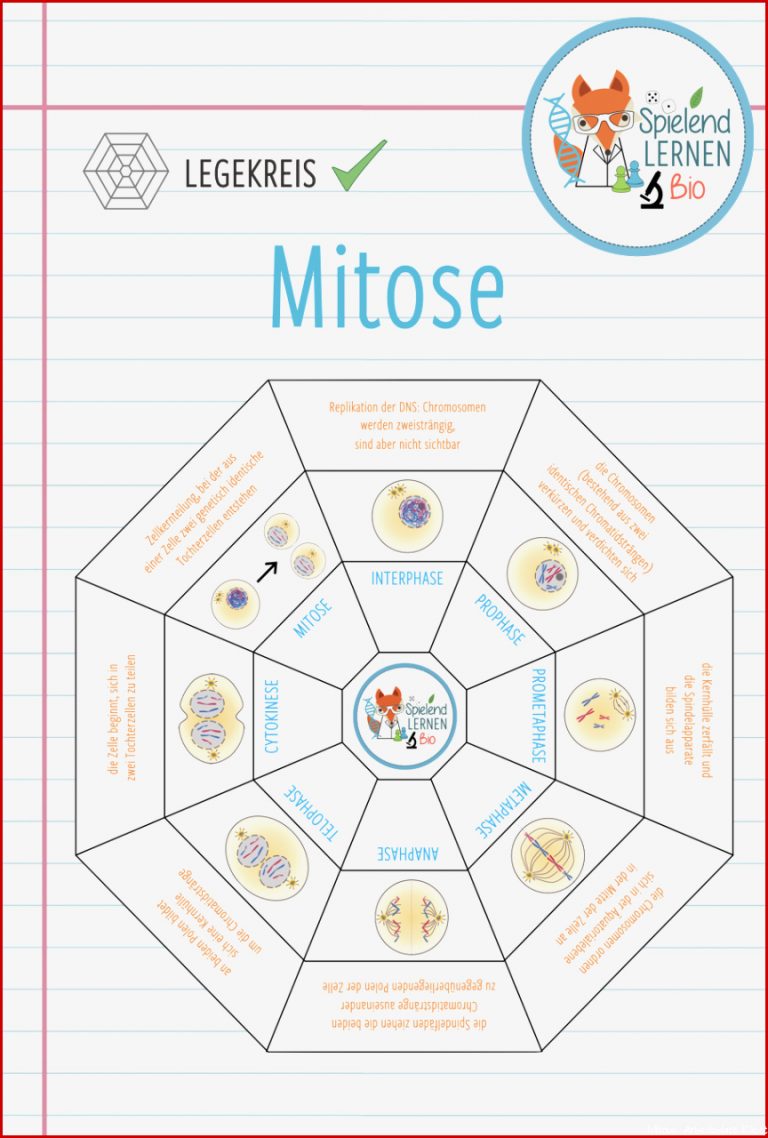 Mitose – Legekreis – Unterrichtsmaterial Im Fach Biologie