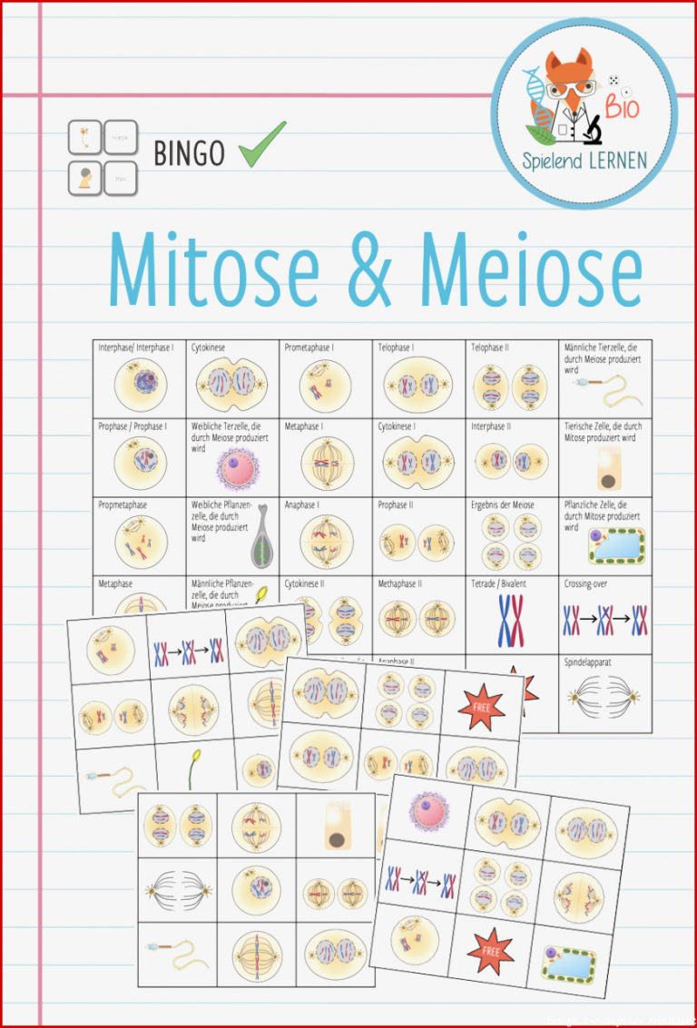 Mitose und Meiose Bingo Abitur – Unterrichtsmaterial