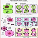 Mitose Und Meiose Zellteilung Smd 21