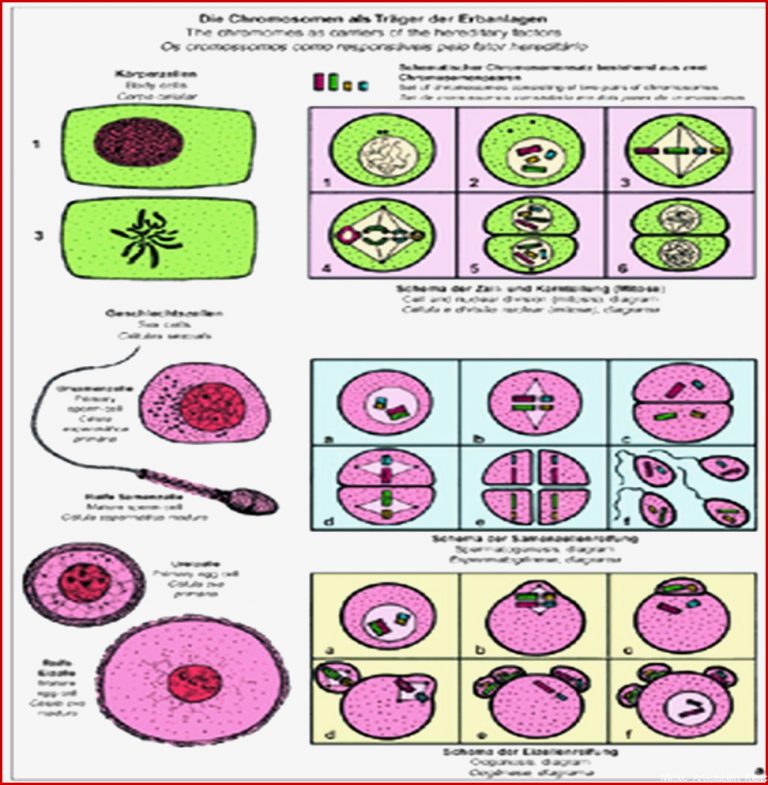 Mitose und Meiose Zellteilung SMD 21