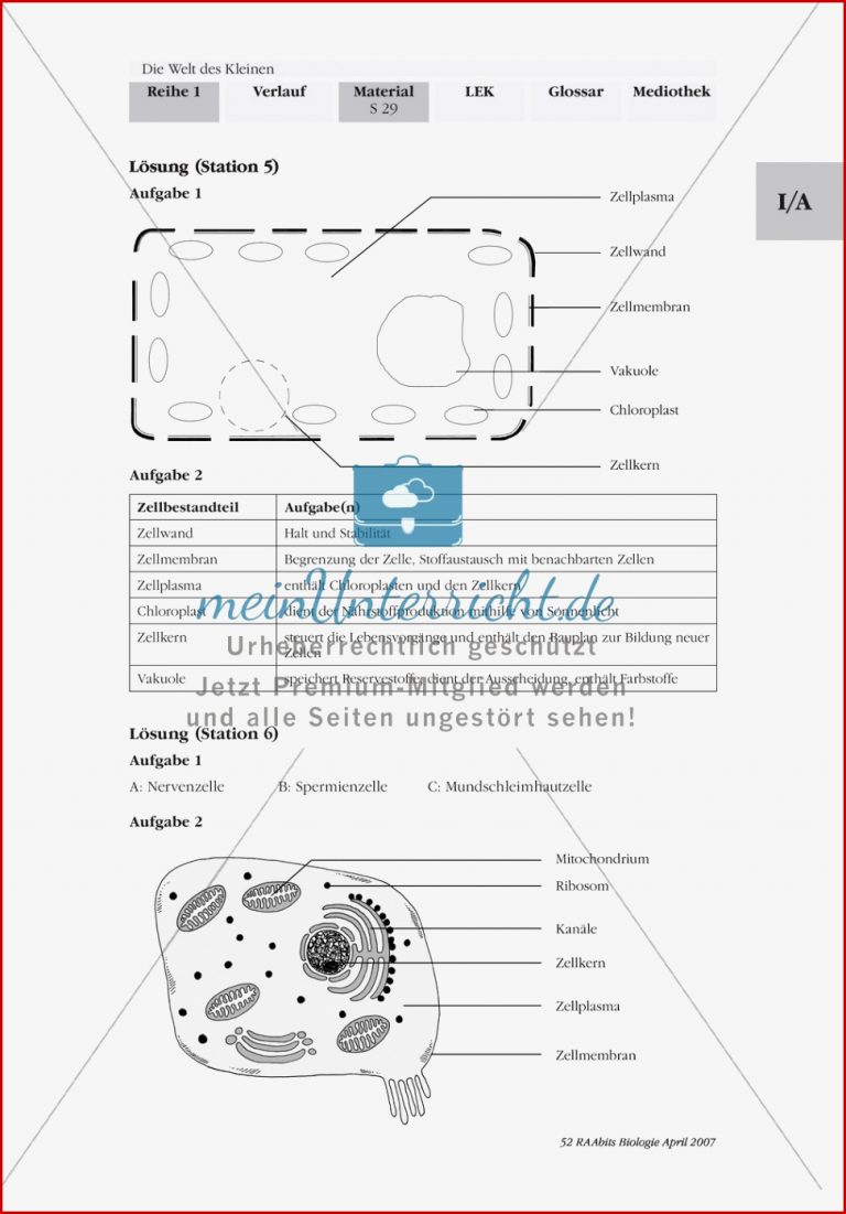 Modell einer Pflanzenzelle Text meinUnterricht