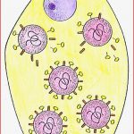 Modell Virus-vermehrung