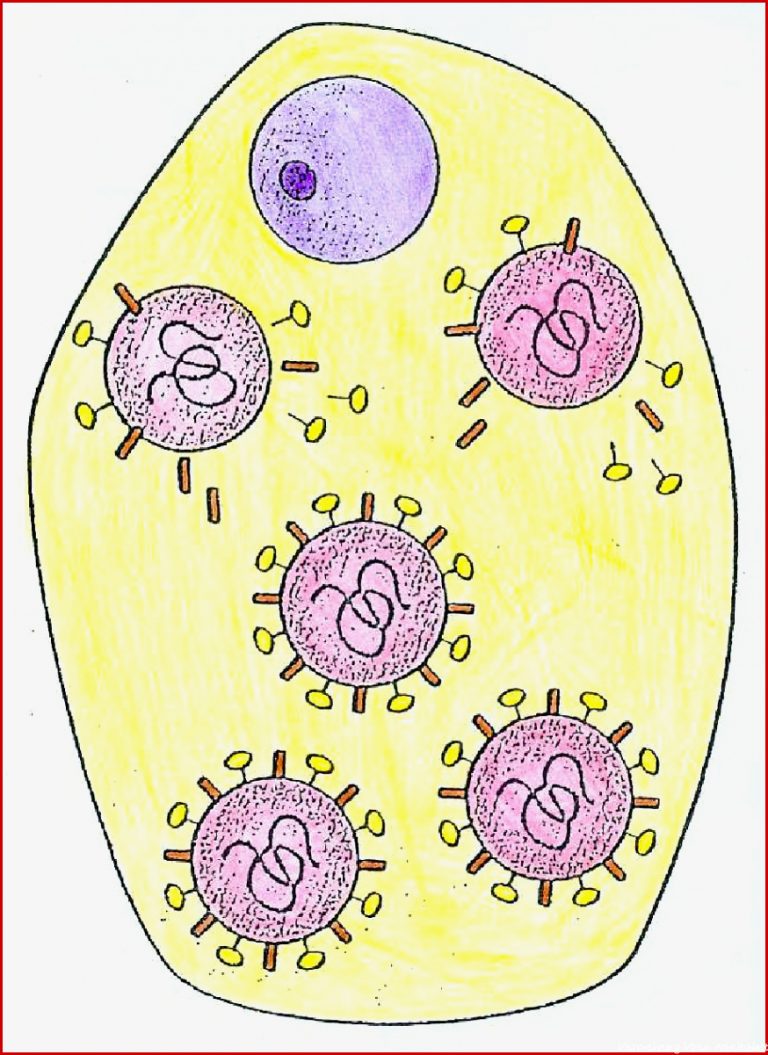 Modell Virus-Vermehrung
