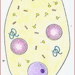 Modell Virus-vermehrung