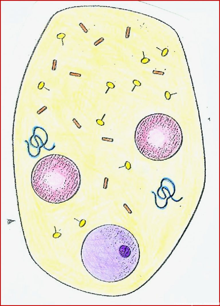 Modell Virus-Vermehrung